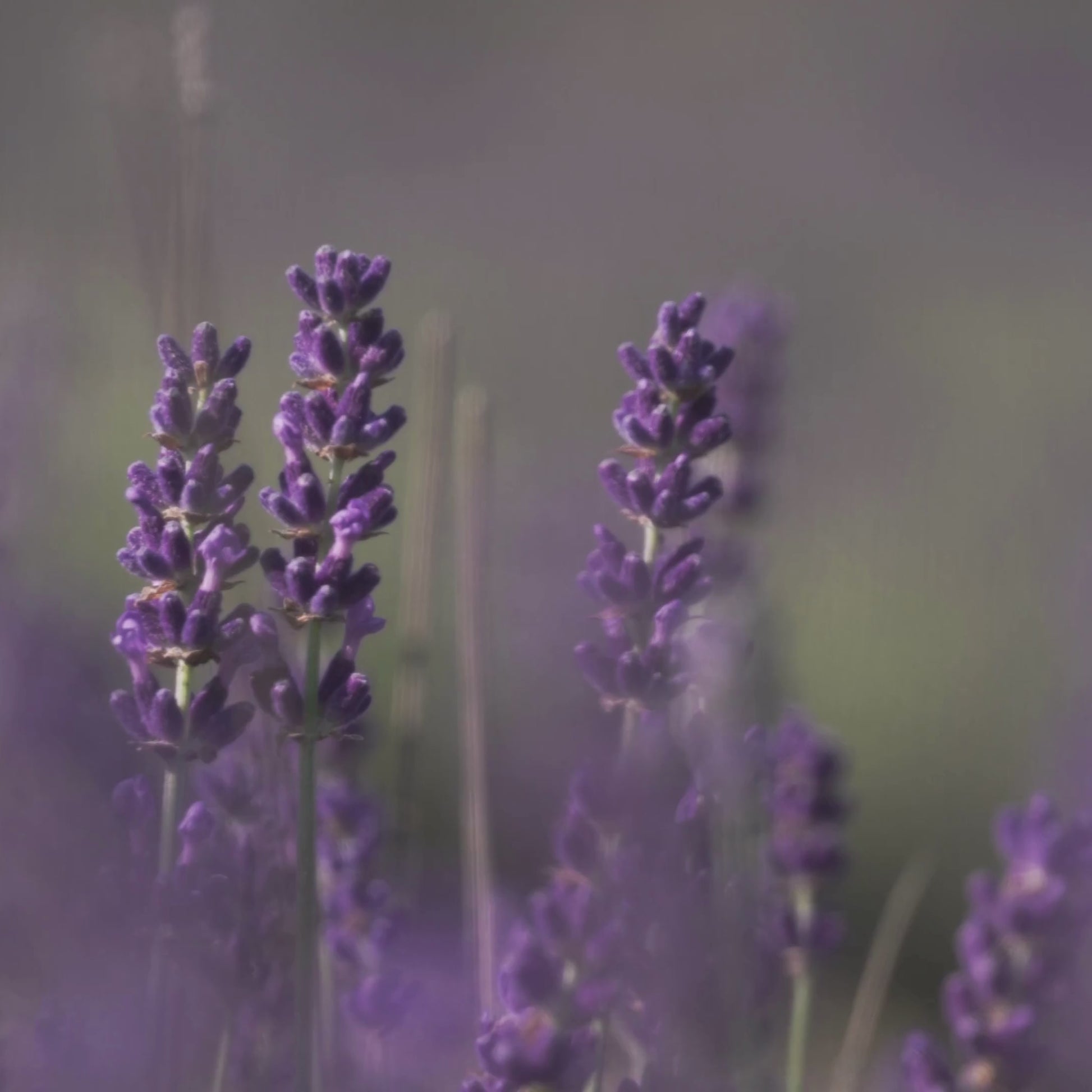 Close-up video of the Katherine Home Minted Lavender & Sage candle surrounded by fresh lavender flowers and green sage leaves, capturing its soothing and aromatic atmosphere.
